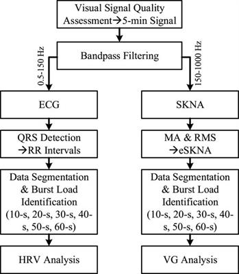 Autonomic nervous activity analysis based on visibility graph complex networks and skin sympathetic nerve activity